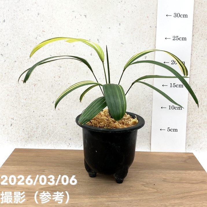 現品お届け】観音竹 カンノンチク 達磨の縞 だるまのしま プラ鉢（K24