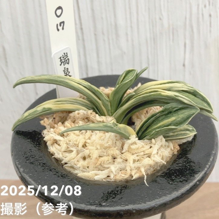 現品お届け】豊明園 万年青 オモト 瑞泉 陶器鉢（O17）｜観葉10-TU
