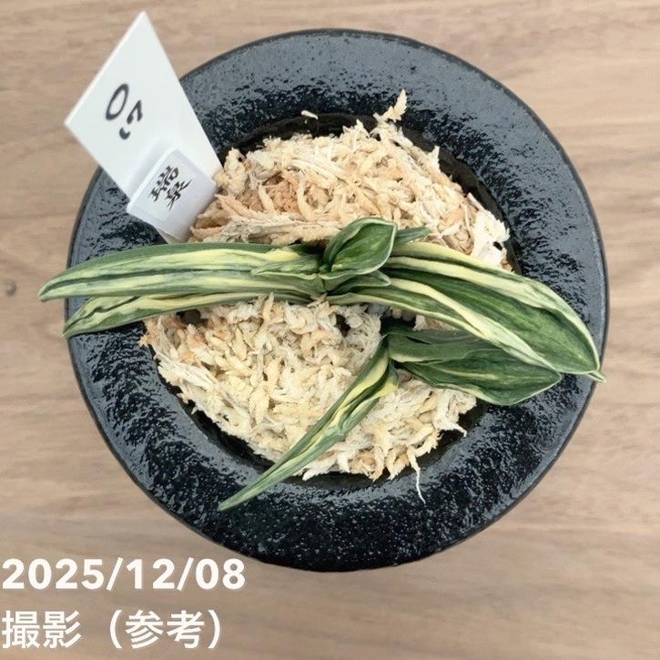 現品お届け】豊明園 万年青 オモト 瑞泉 陶器鉢（O17）｜観葉10-TU