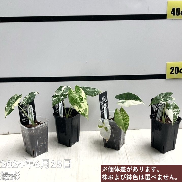 アロカシア ミコリッチアナ フリデリック Alocasia micholitziana