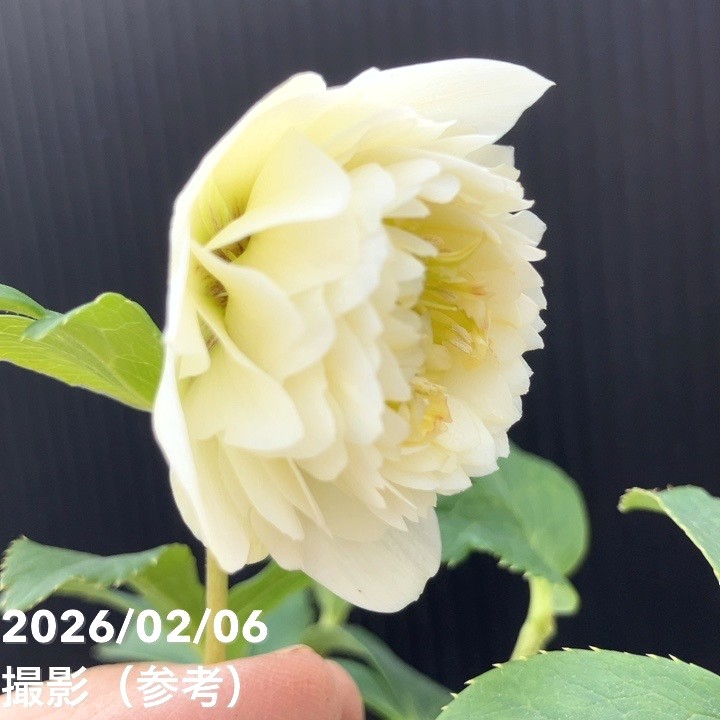 一点物】加藤農園 多弁クリスマスローズ ホワイトアフロディーテ 4.5号