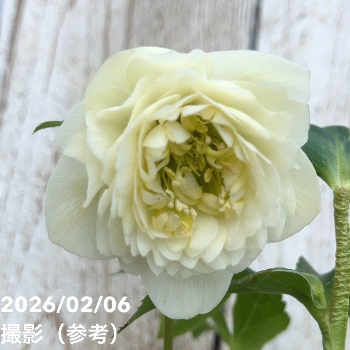 一点物】加藤農園 多弁クリスマスローズ ホワイトアフロディーテ 4.5号