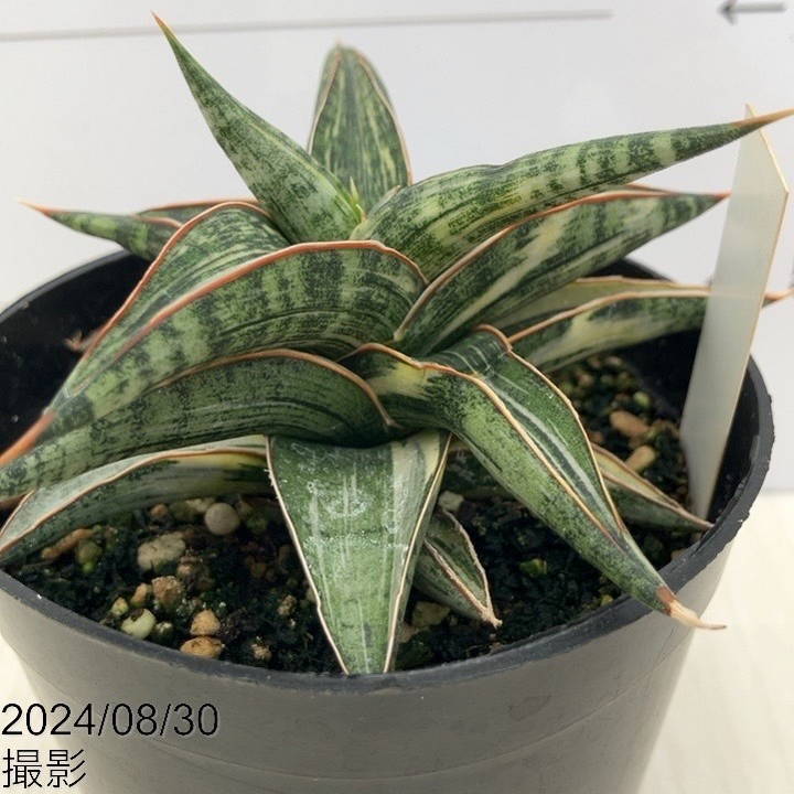 激レア サンスベリア mecufi mozambique sansevieria Sansevieria Sp