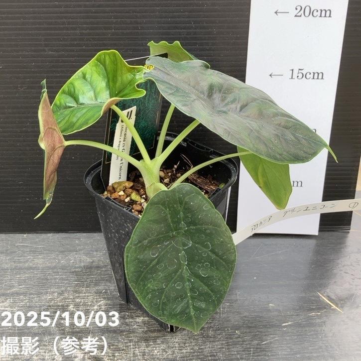現品お届け】アロカシア グリーンユニコーン Alocasia cv Green Unicon