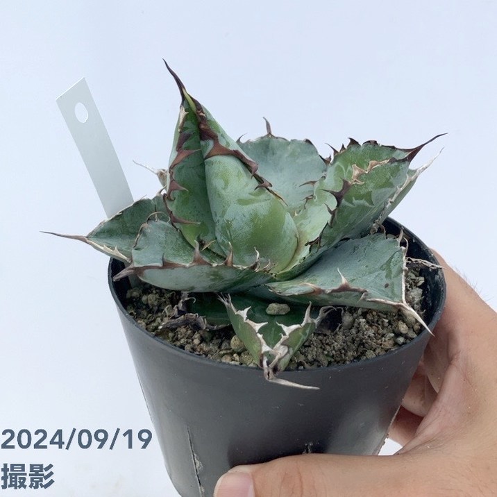 アガベ 3.5号 チタノタ ブラックアンドブルー titanota Black and Blue