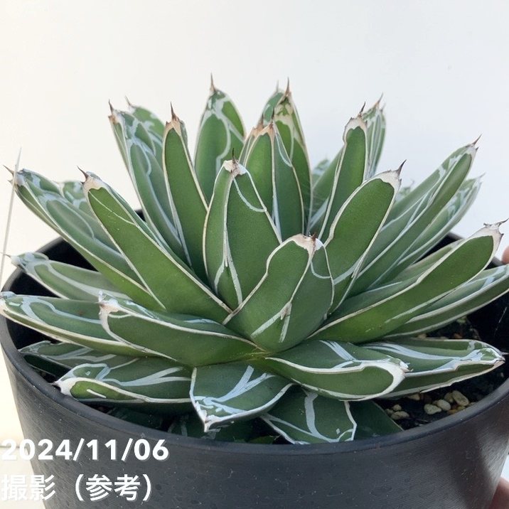 現品お届け】アガベ 6号 ビクトリア レジーナ（ビクトリア レギネ）笹