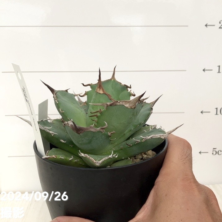 現品お届け】アガベ 4号 チタノタ 阿修羅 Agave titanota 'Ashura