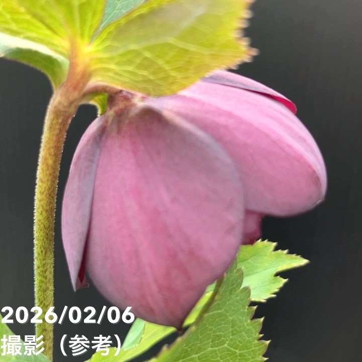 お買い得一点物咲き進み株】加藤農園 中間色系多弁クリスマスローズ