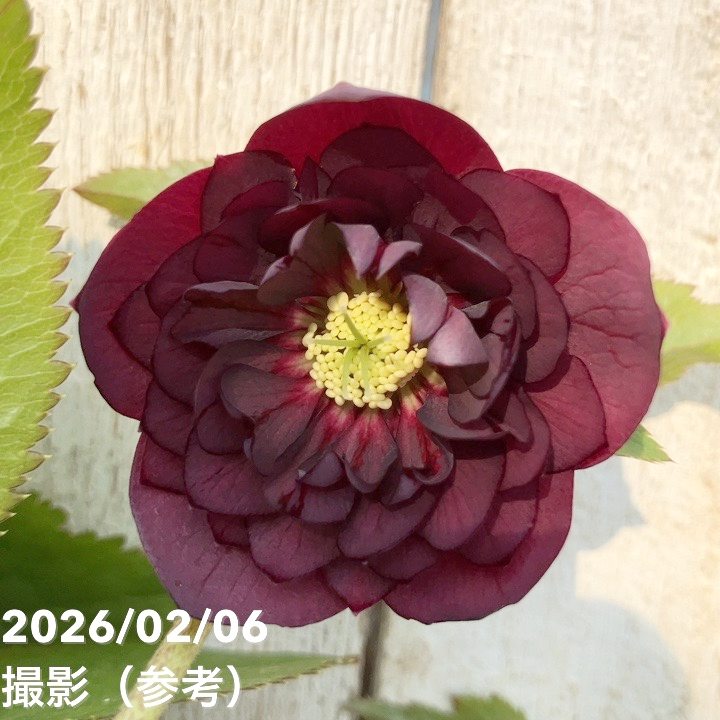 お買い得一点物咲き進み株】加藤農園 中間色系多弁クリスマスローズ