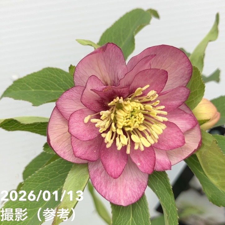 一点物】堀切園 クリスマスローズ ウィンターシンフォニー 静（シズカ