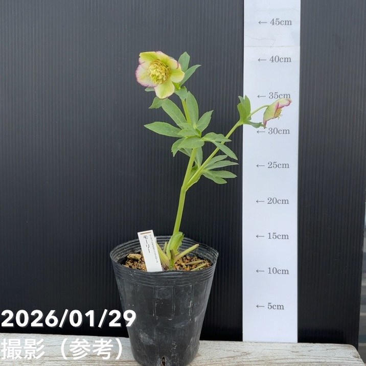 お買い得一点物咲き進み株】加藤農園 セミダブル系多弁クリスマス