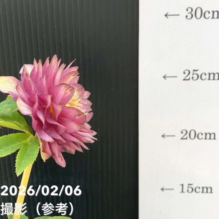 お買い得一点物咲き進み株】加藤農園 多弁ゴールドクリスマスローズ