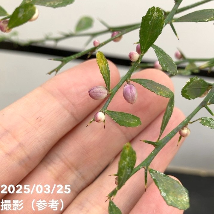 フィンガーライム 4.5号 コレット｜柑橘｜果樹10-TU | 果樹,柑橘