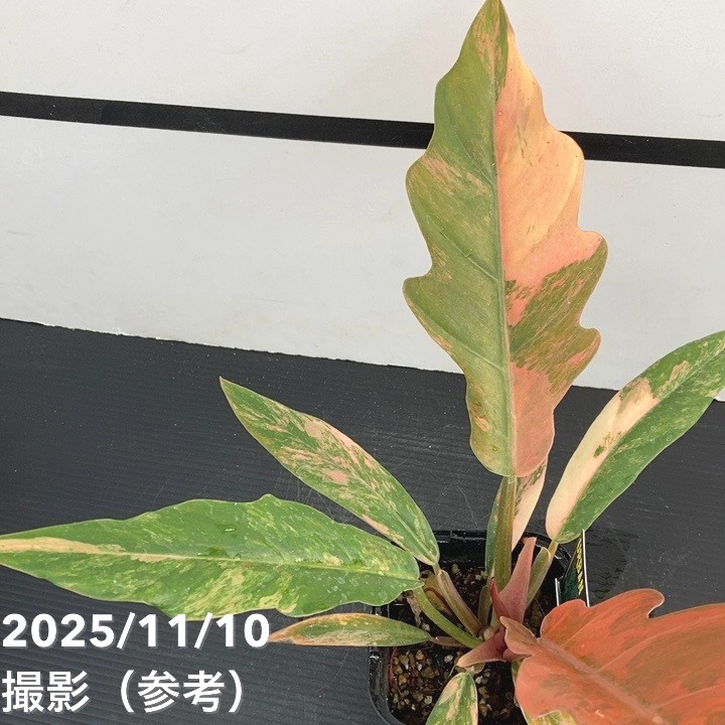 現品お届け】フィロデンドロン キャラメルマーブル 3.5号（1）｜観葉10