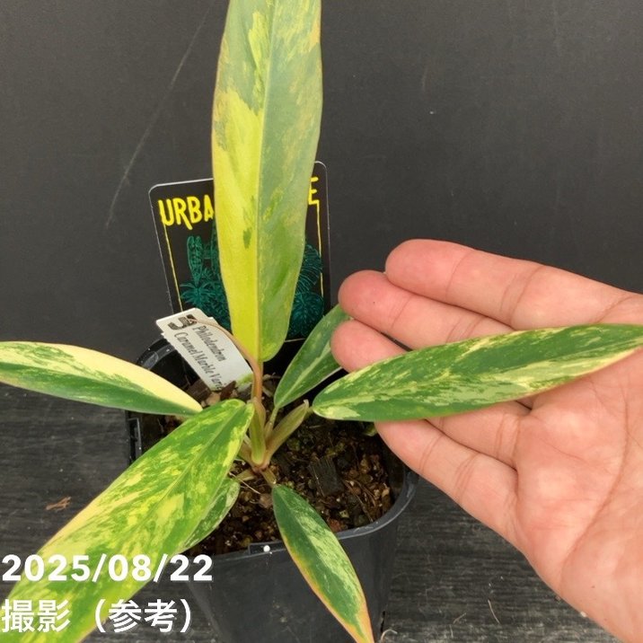 現品お届け】フィロデンドロン キャラメルマーブル 3.5号（1）｜観葉10