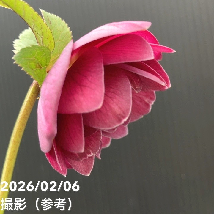 お買い得一点物咲き進み株】加藤農園 クリスマスローズ グロッシー