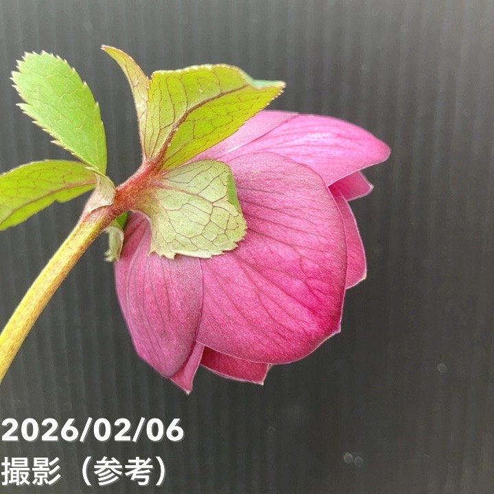 加藤農園。ヘレボルス苗 2本立て。 濃いピンク色の花 。開花株。 No47