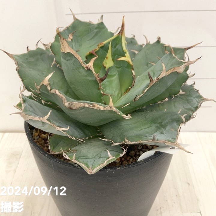 現品お届け】アガベ 5号 チタノタ 白鯨（A8）｜観葉01-D1 | 観葉・多肉