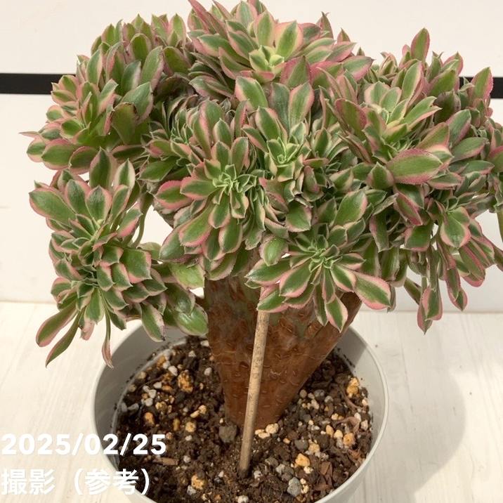 現品お届け】アエオニウム ピンクウィッチ錦綴化 5号（1）｜観葉10-TU