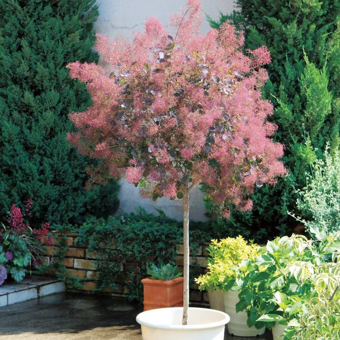 スモークツリー ダスキーメイデン 5号 PVP｜花木04-PA | 花木・庭木