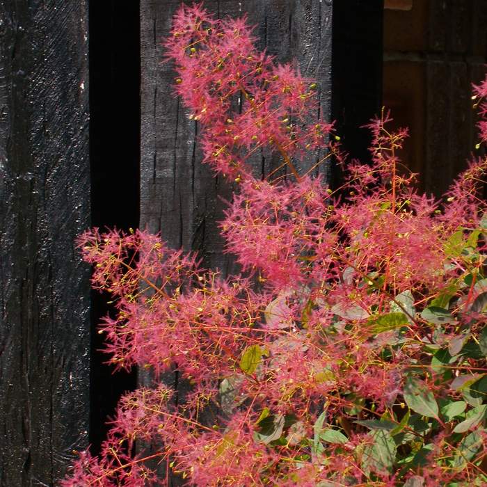 スモークツリー ダスキーメイデン 5号 PVP｜花木04-PA | 花木・庭木