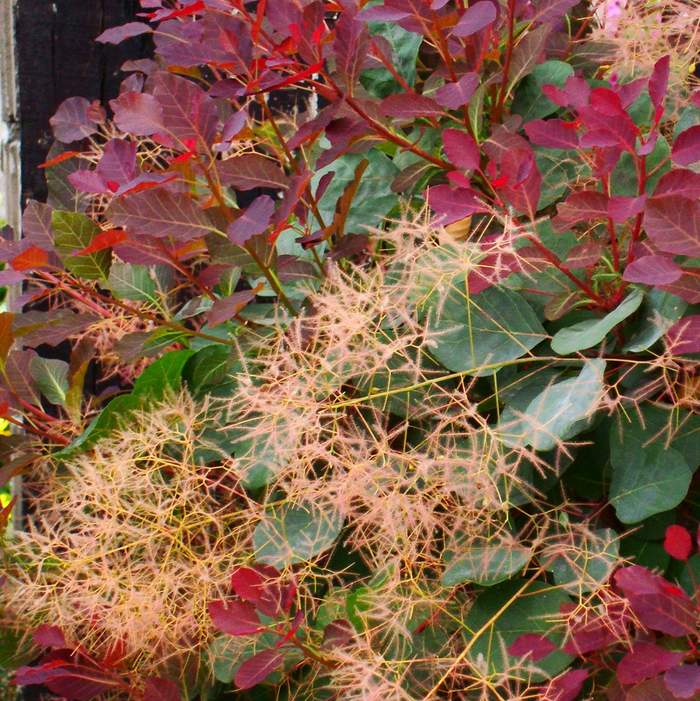 スモークツリー ダスキーメイデン 5号 PVP｜花木04-PA | 花木・庭木