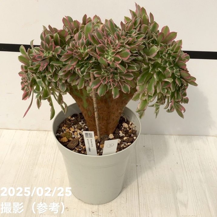 19#多肉植物アエオニウム❤️ サンデルシ— ❤️ 7頭8cm 拔き苗 19#多肉