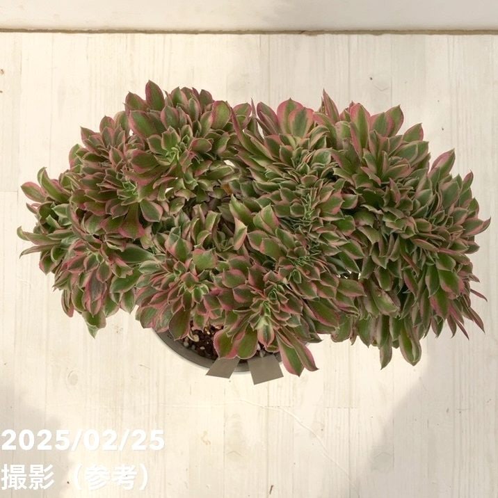 現品お届け】アエオニウム ピンクウィッチ錦綴化 5号（2）｜観葉10-TU