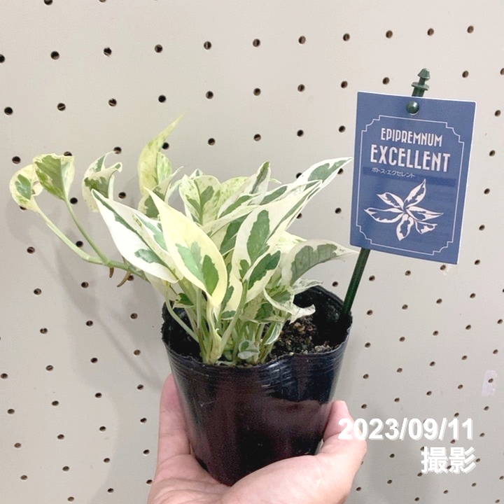 激レア！数量限定】ポトス エクセレント 4号 PVP（鉢色おまかせ