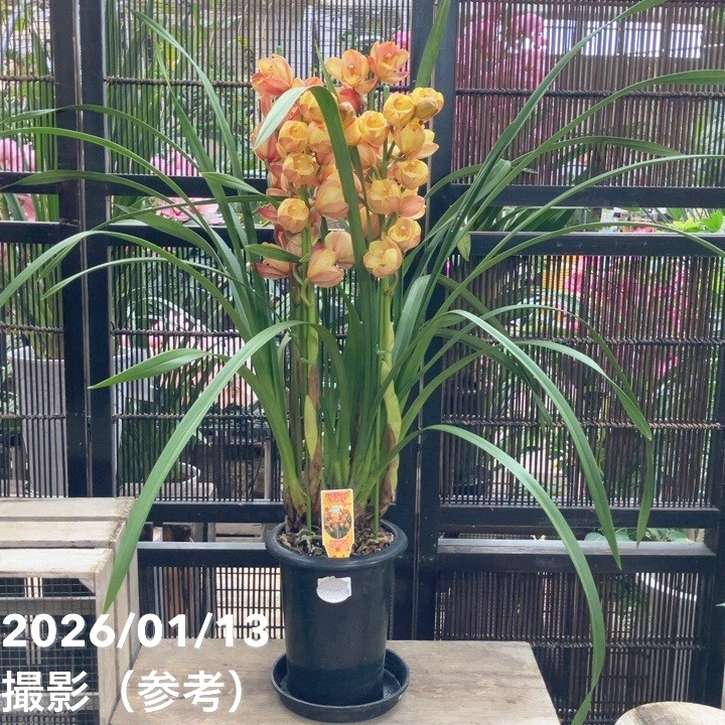 シンビジューム 6号プラ鉢 4本立 アトリ｜s200｜洋蘭04-PA | ギフト