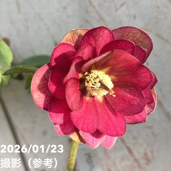 お買い得一点物咲き進み株】加藤農園 クリスマスローズ グロッシー