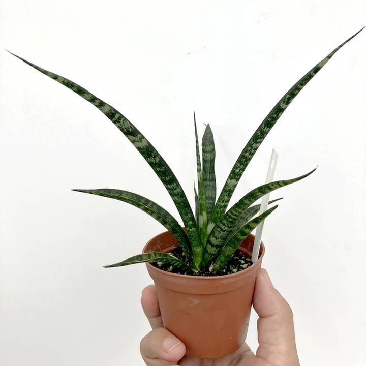 サンスベリア 2.5号 ファーンウッド（ミカド） 2鉢セット｜観葉02-D2