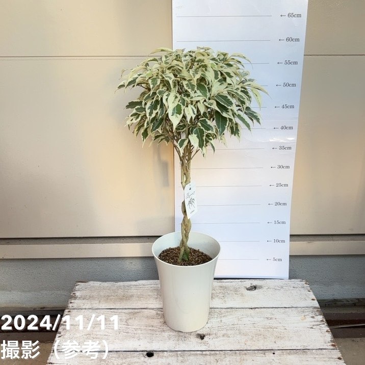 フィカス ベンジャミナ スターライト ビューティークイーン 5号 PVP