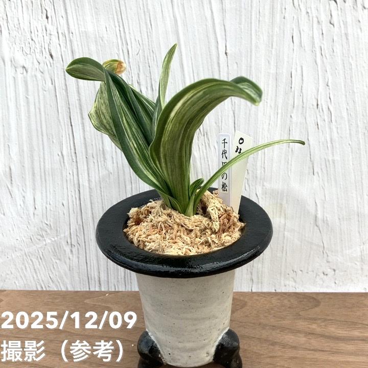 現品お届け】豊明園 万年青 オモト 千代田の松 陶器鉢（O33）｜観葉10