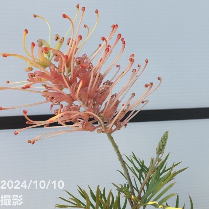 現品お届け】グレビレア ピーチズアンドクリーム 8号大株（2）｜s200