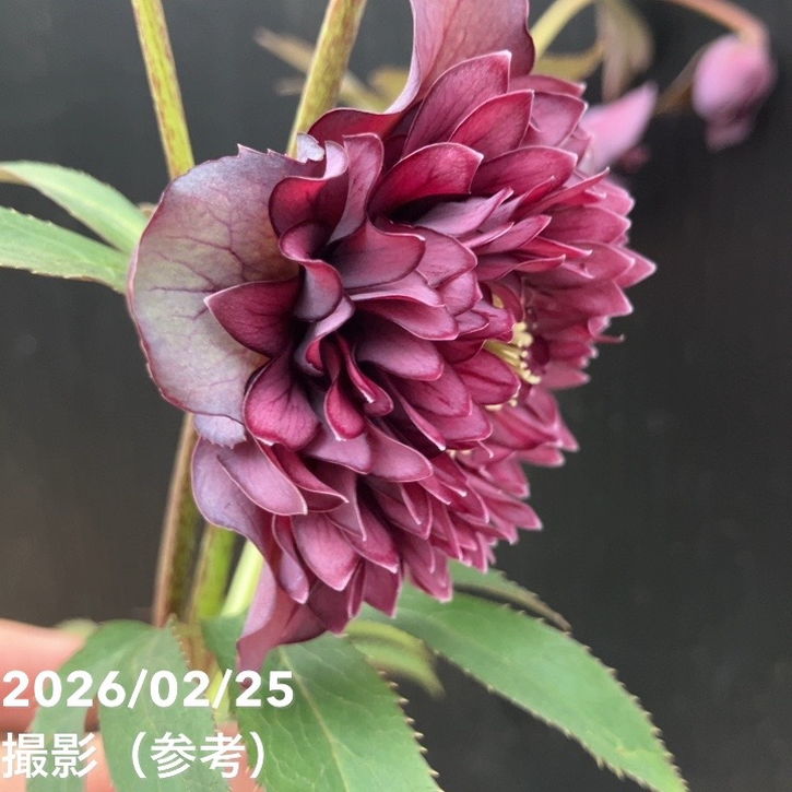 一点物】広瀬園芸 クリスマスローズ 4.5号（HR42）｜山野04-PA | 草花