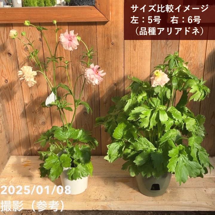 ラナンキュラス ラックスシリーズ 6号（底面給水） エリス｜草花04-PA