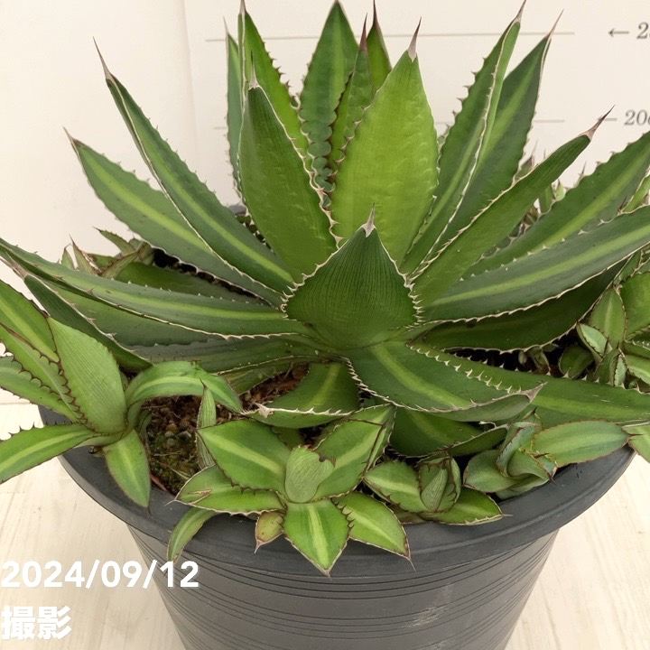 現品お届け】アガベ 8号 ローファンサ（子株付き）（A2）｜観葉01-D1