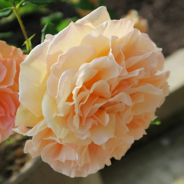 バラ大苗 ラ・リューヌ 7号 河本バラ園｜花木04-PA | 花木・庭木