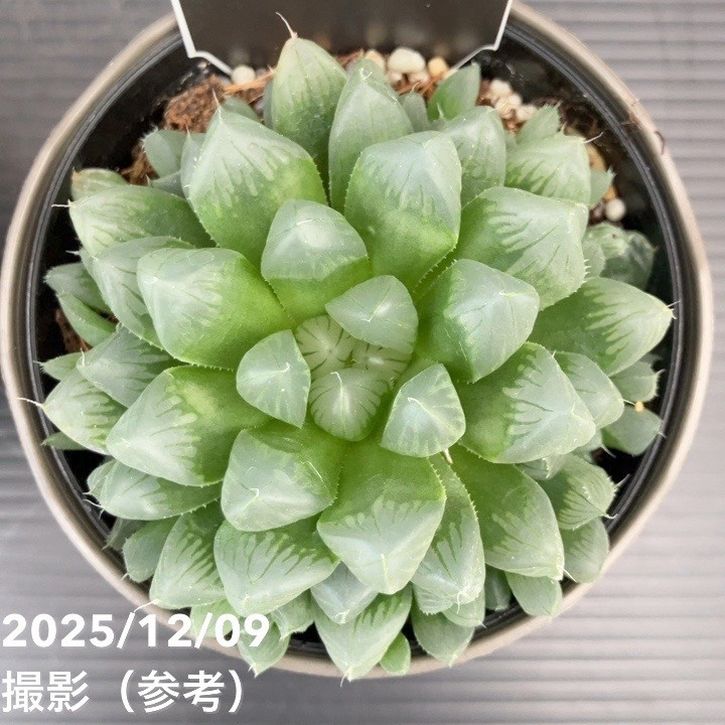 ハオルチア オブツーサ 3.5号 2鉢セット｜観葉10-TU | 観葉・多肉