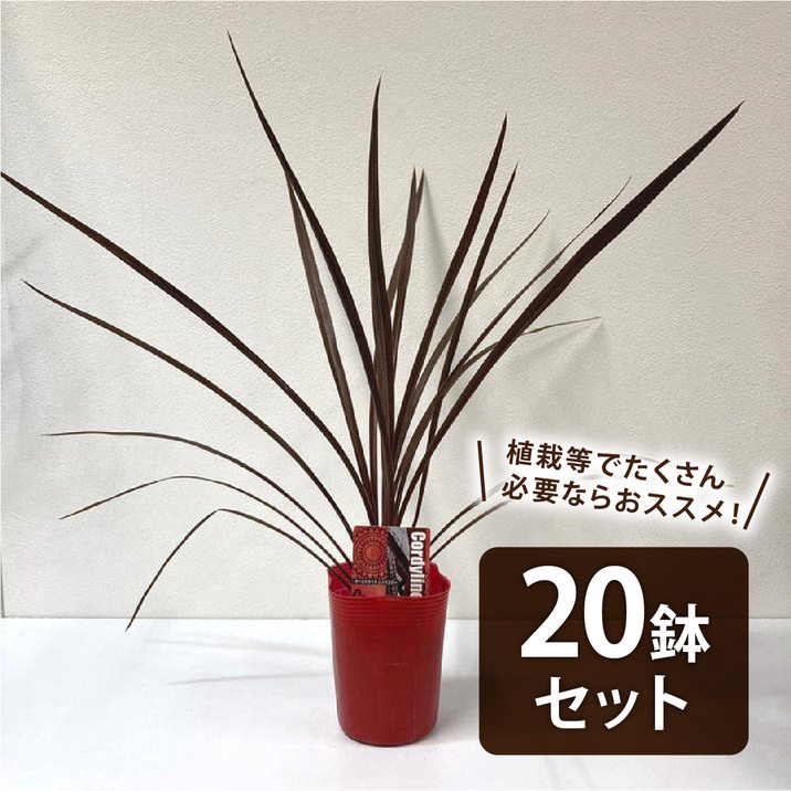 まとめ買い！】コルジリネ 3.5号 オーストラリス レッドスター 20鉢