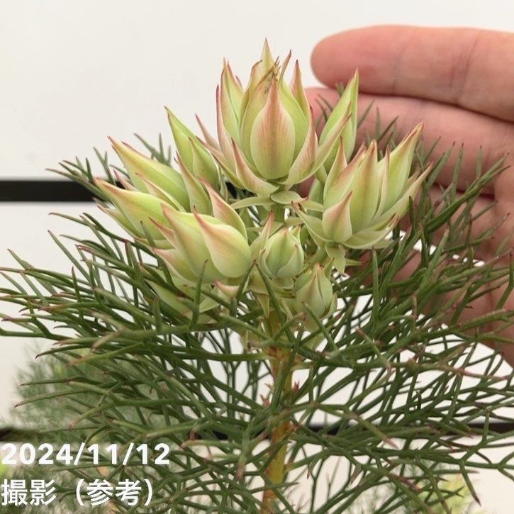 現品お届け】セルリア プリティインピンク（プリティピンク）7号大株