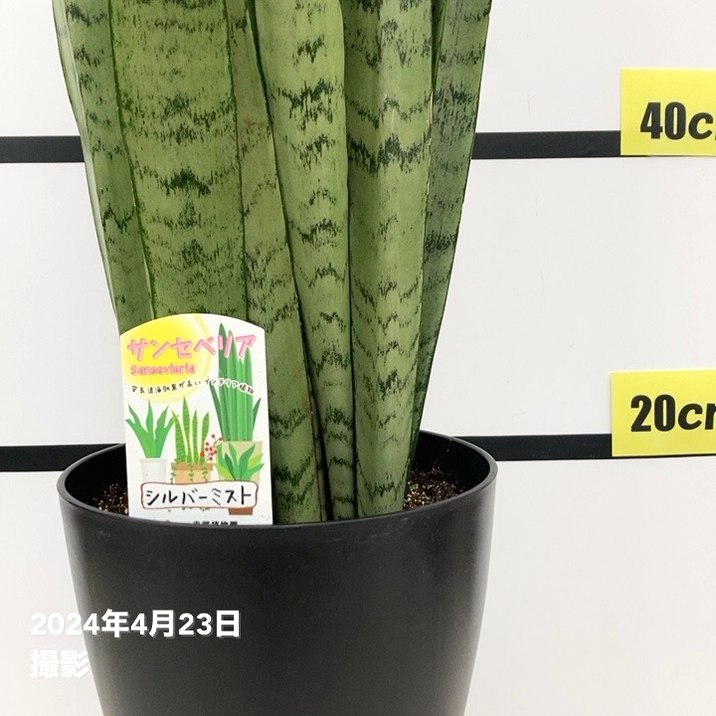 サンスベリア 7号 シルバーミスト プラ鉢仕様｜s200｜観葉02-D2 | 観葉