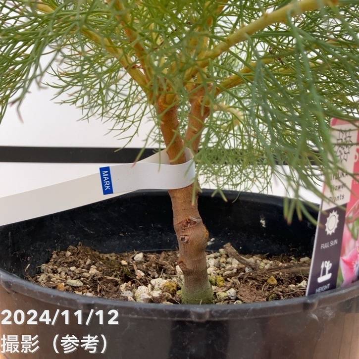 現品お届け】セルリア プリティインピンク（プリティピンク）7号大株