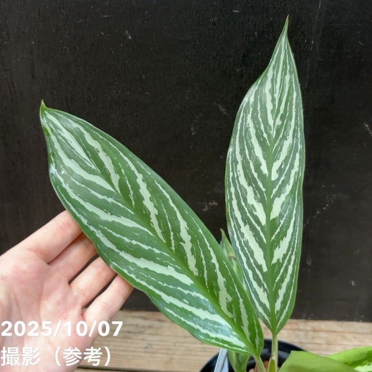 現品お届け】アグラオネマ ニティドゥム カーティシー Aglaonema