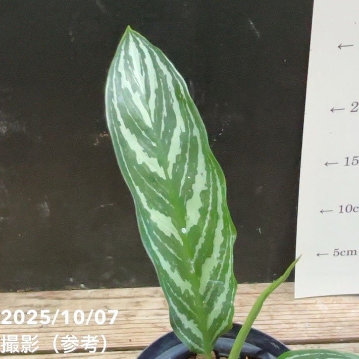 現品お届け】アグラオネマ ニティドゥム カーティシー Aglaonema