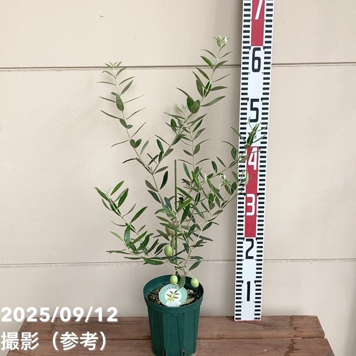 実付き＞オリーブ 4号 ピクアル｜果樹04-PA | 果樹 | 赤塚植物園