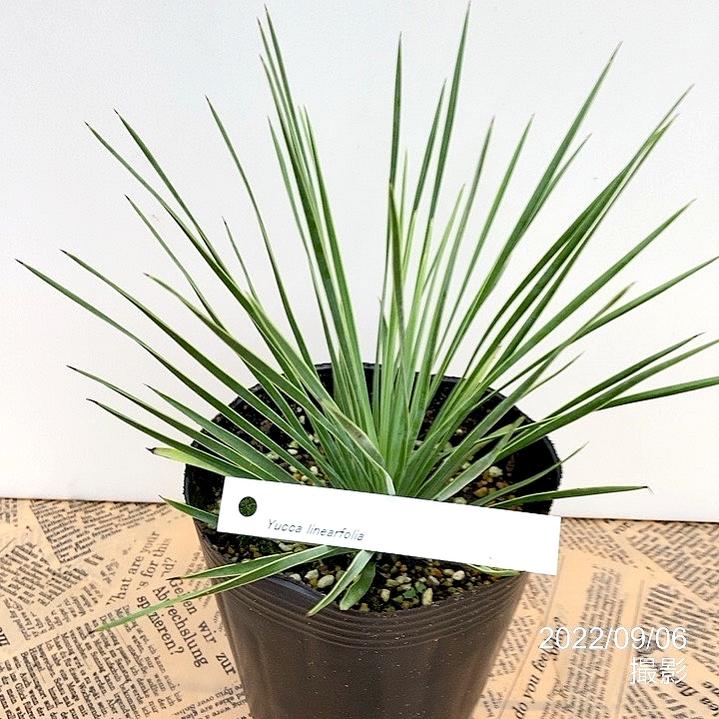 ユッカ 4号 リネアリフォリア（Yucca linearifolia）｜花木01-D1