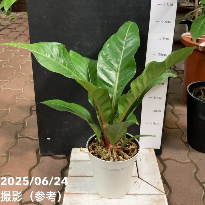 アンスリウム ジャングルキング 5号｜観葉04-PA | 観葉・多肉 | 赤塚