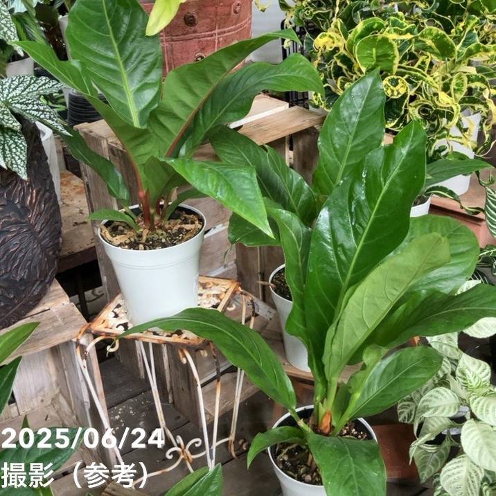 アンスリウム ジャングルキング 5号｜観葉04-PA | 観葉・多肉 | 赤塚